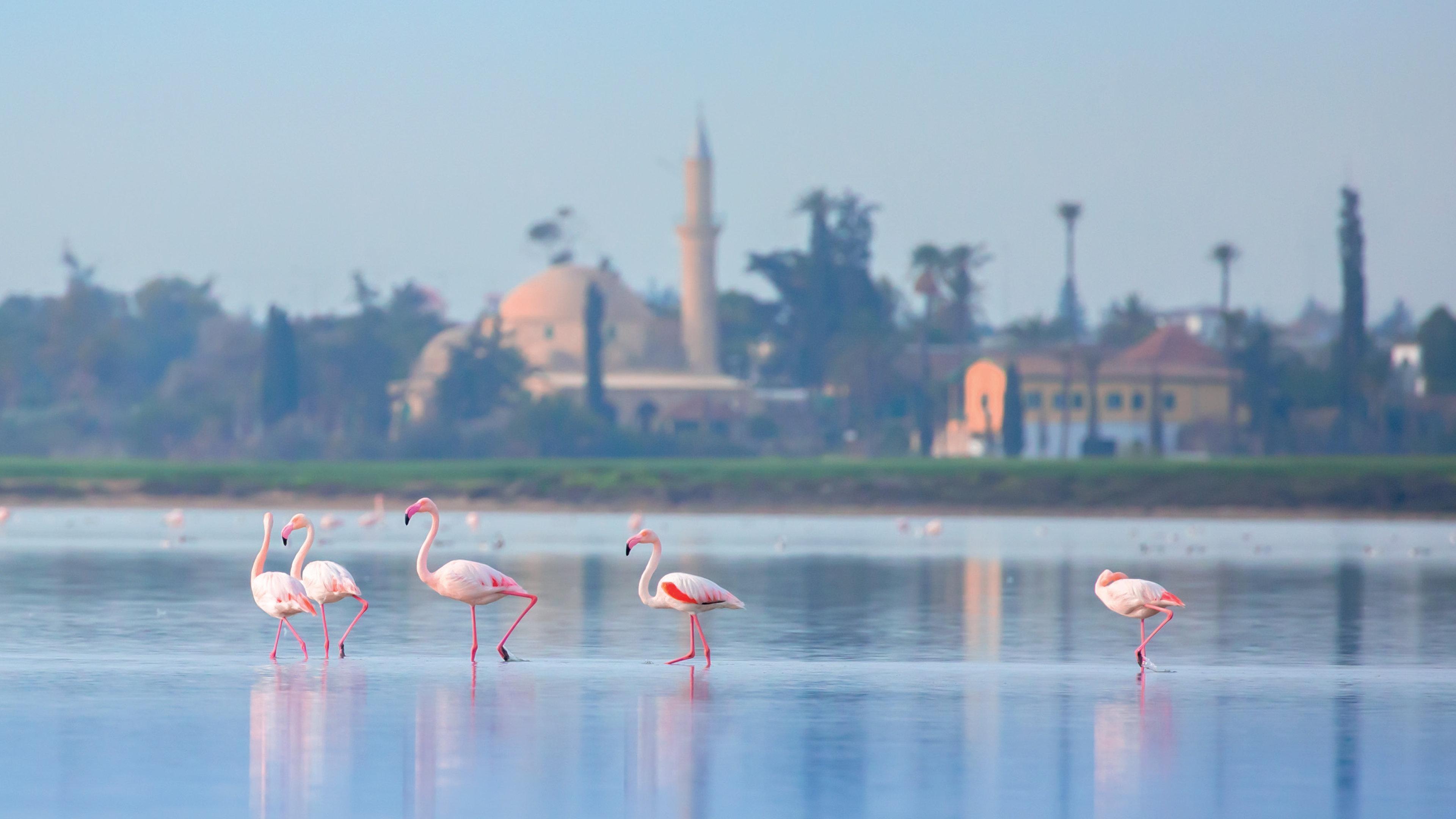 Hotel Indigo Larnaca By Ihg-Adults Only المظهر الخارجي الصورة